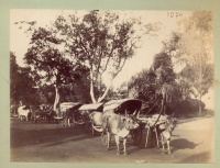 009.     UNKNOWN - ISMERETLEN : [Traditional Cambodian ox cart], cca. 1910.