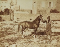 275.     BONFILS, (FÉLIX) : Cheval syrien [Syrian horse], cca. 1880.