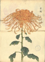 216.     HASEGAWA KEIKA : One Hundred Chrysanthemums 